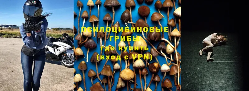 Галлюциногенные грибы Psilocybine cubensis  Киселёвск 